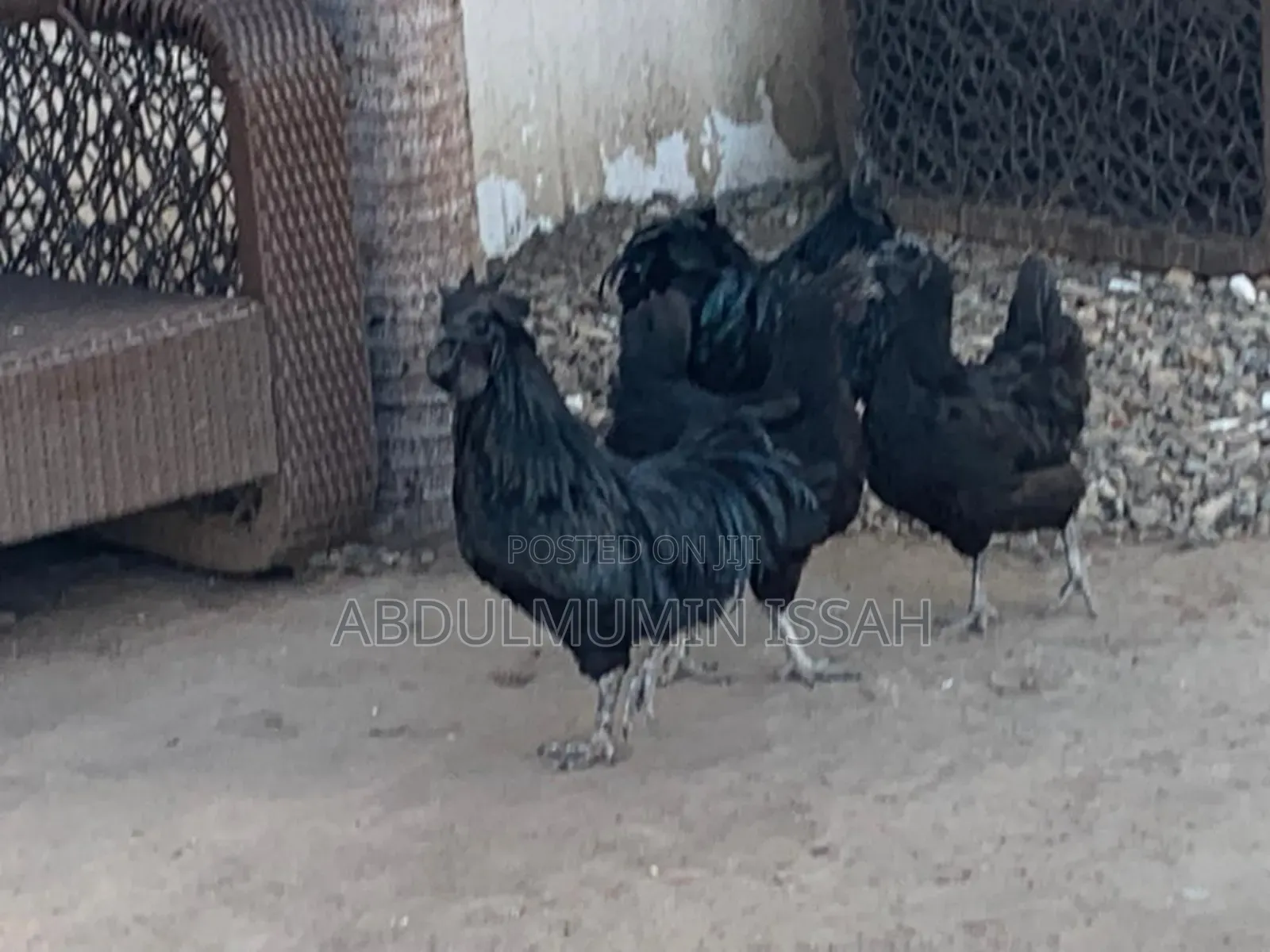 Ayam Cemani Chickens