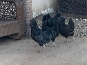 Ayam Cemani Chickens