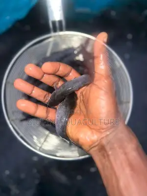 Tilapia and Catfish Juveniles
