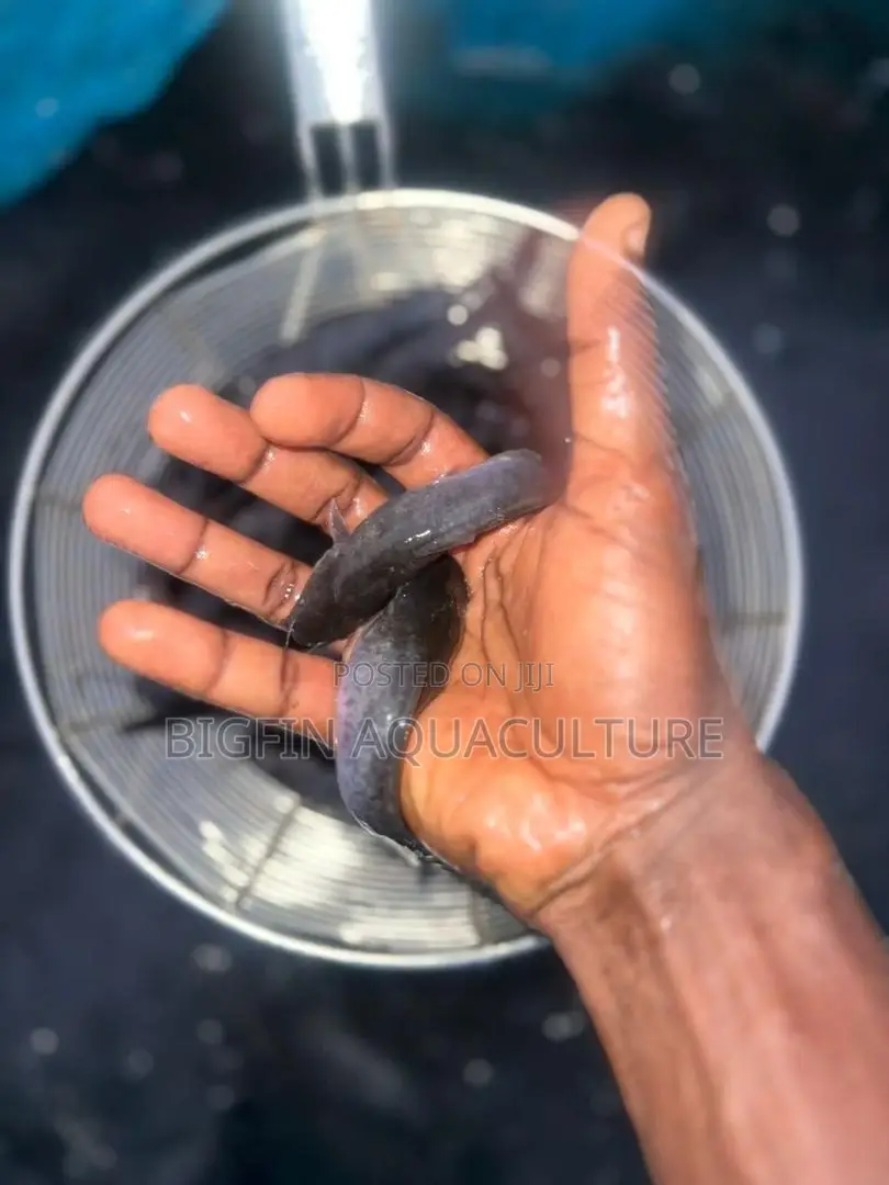 Tilapia and Catfish Juveniles