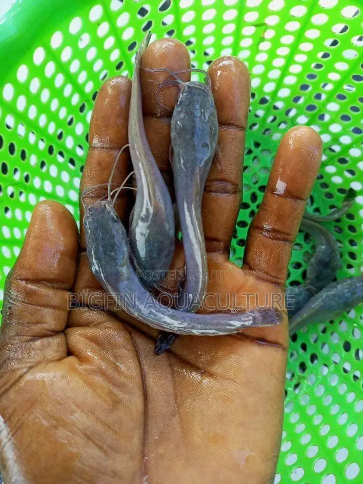 Tilapia and Catfish Juveniles