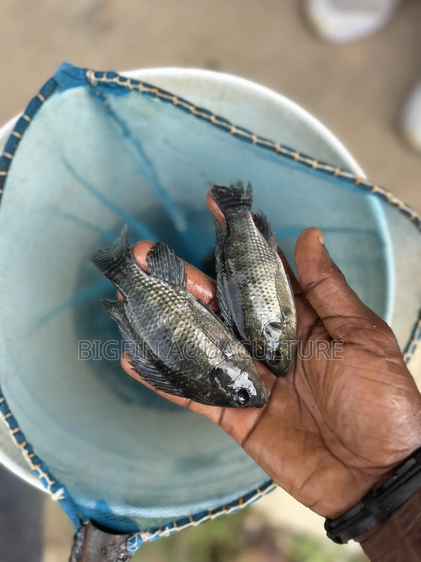 Tilapia and Catfish Juveniles