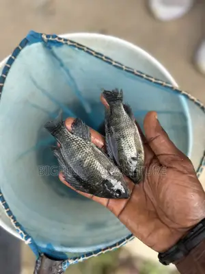 Tilapia and Catfish Juveniles