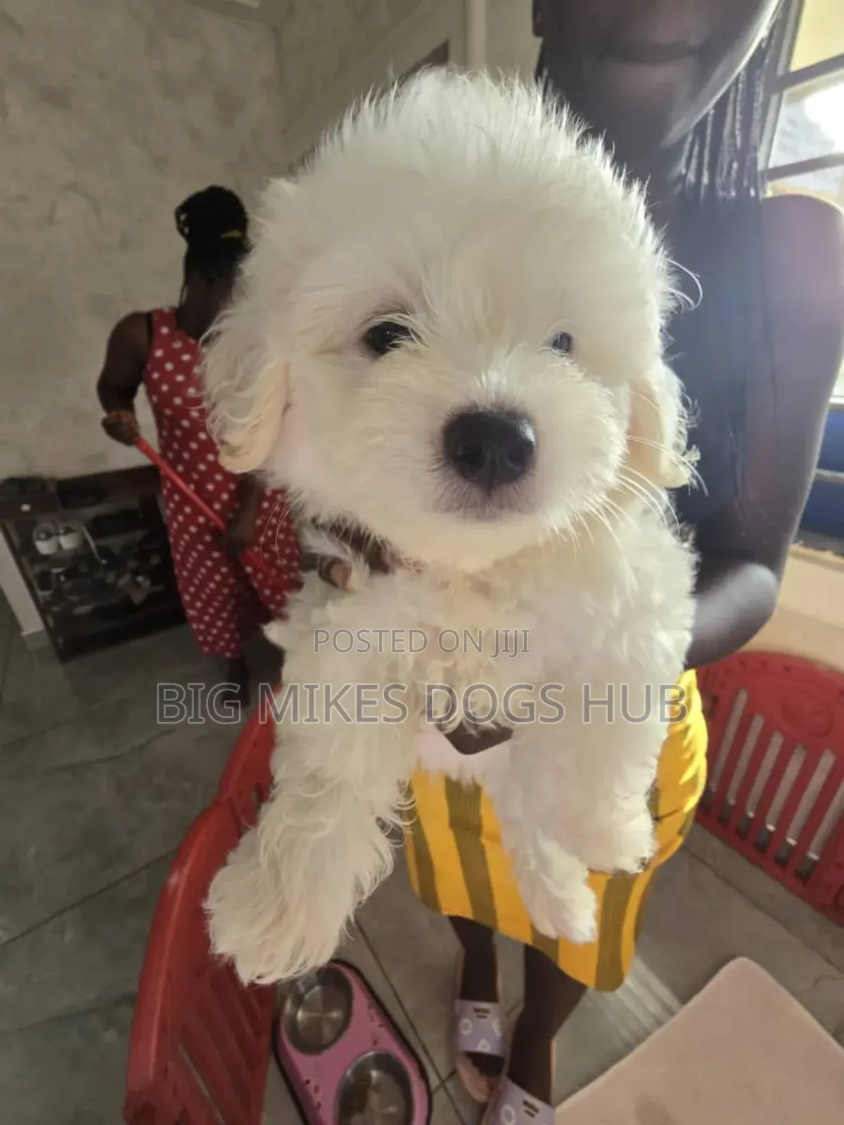 1-3 months Female Purebred Maltese