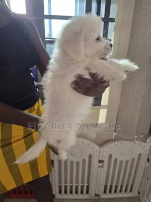 1-3 months Female Purebred Maltese