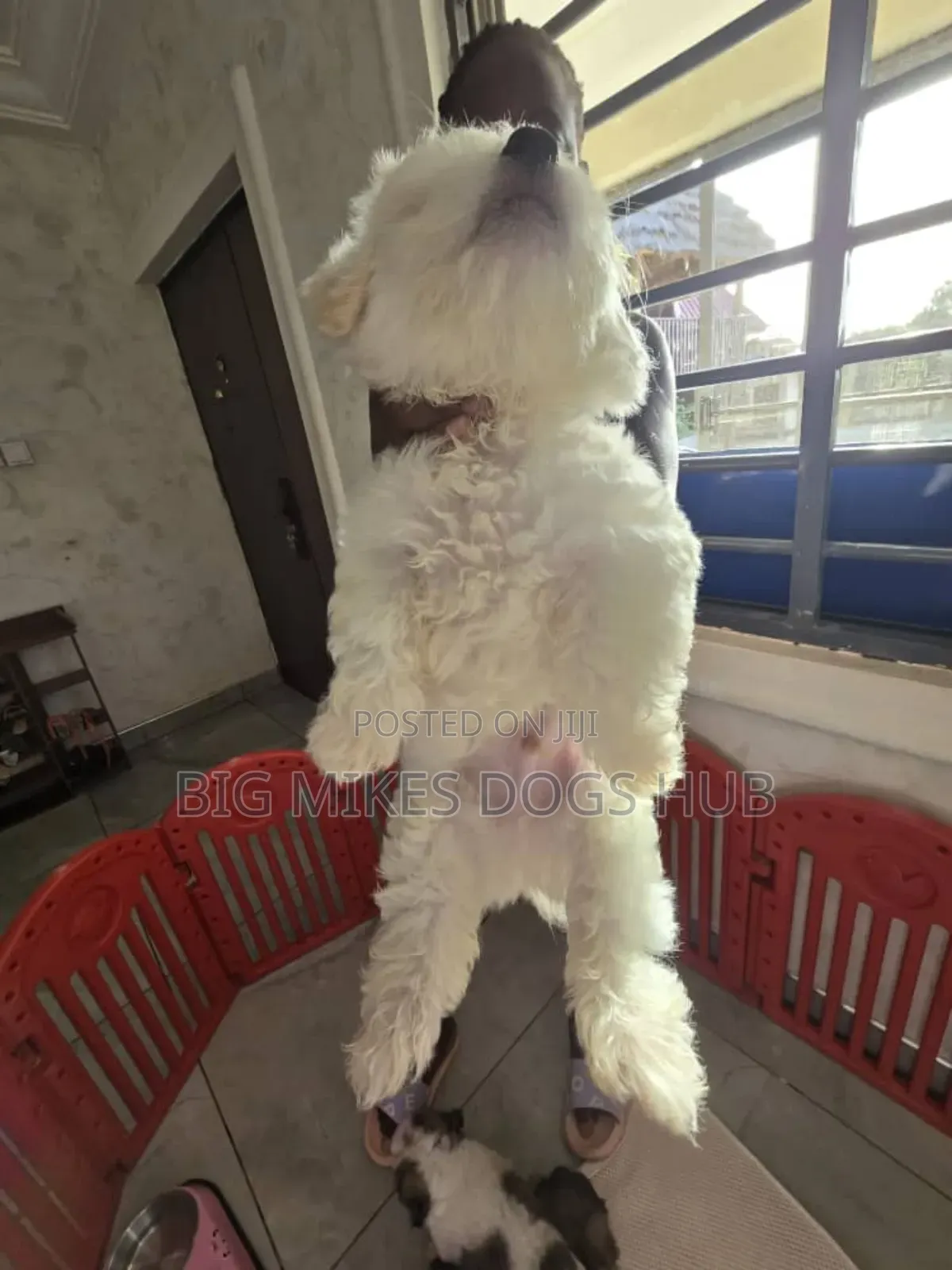 1-3 months Female Purebred Maltese
