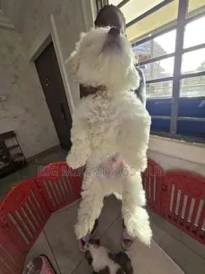 1-3 months Female Purebred Maltese