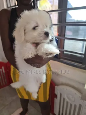 1-3 months Female Purebred Maltese