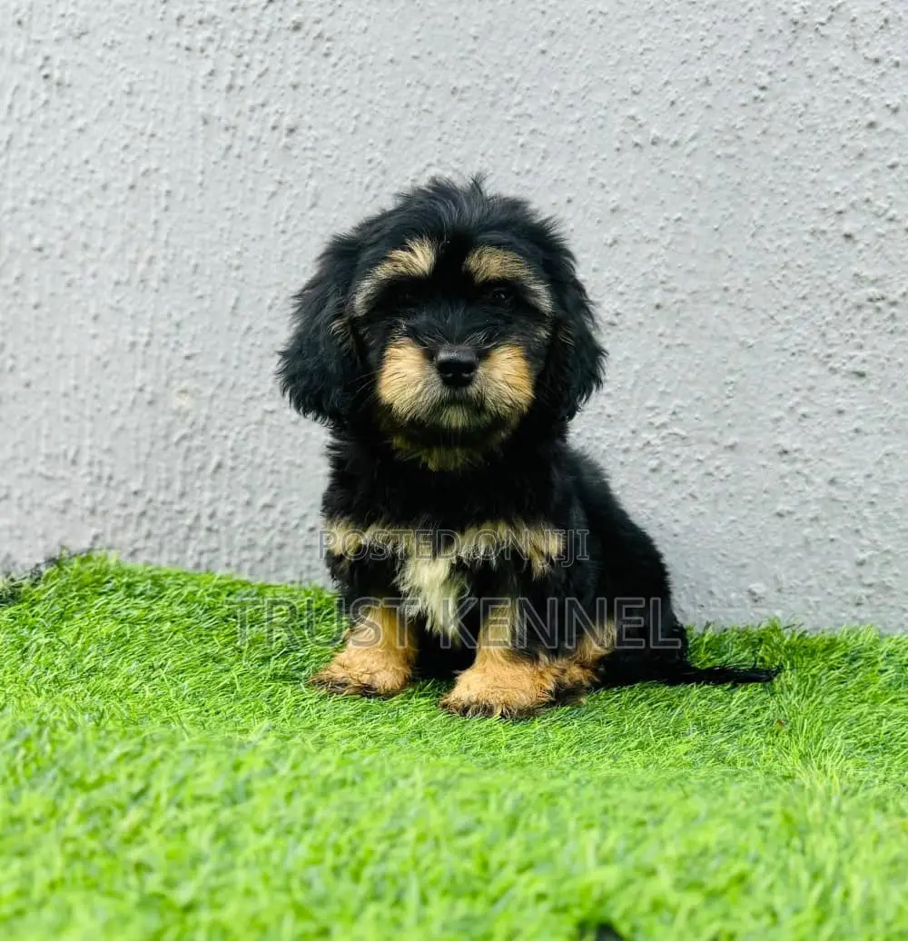 1-3 months Female Purebred Poodle