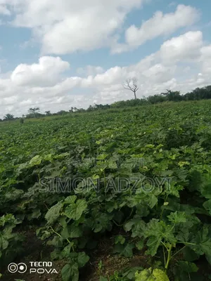 100 Acres Available for Sale