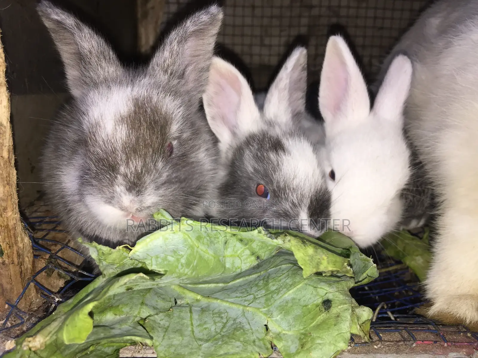 Healthy/Neat Bunnies for Pets.
