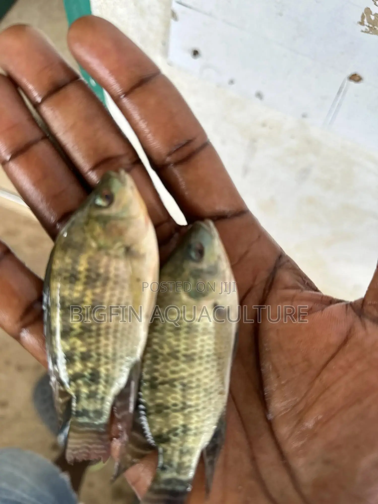 Tilapia and Catfish Juveniles
