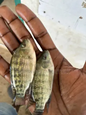 Tilapia and Catfish Juveniles