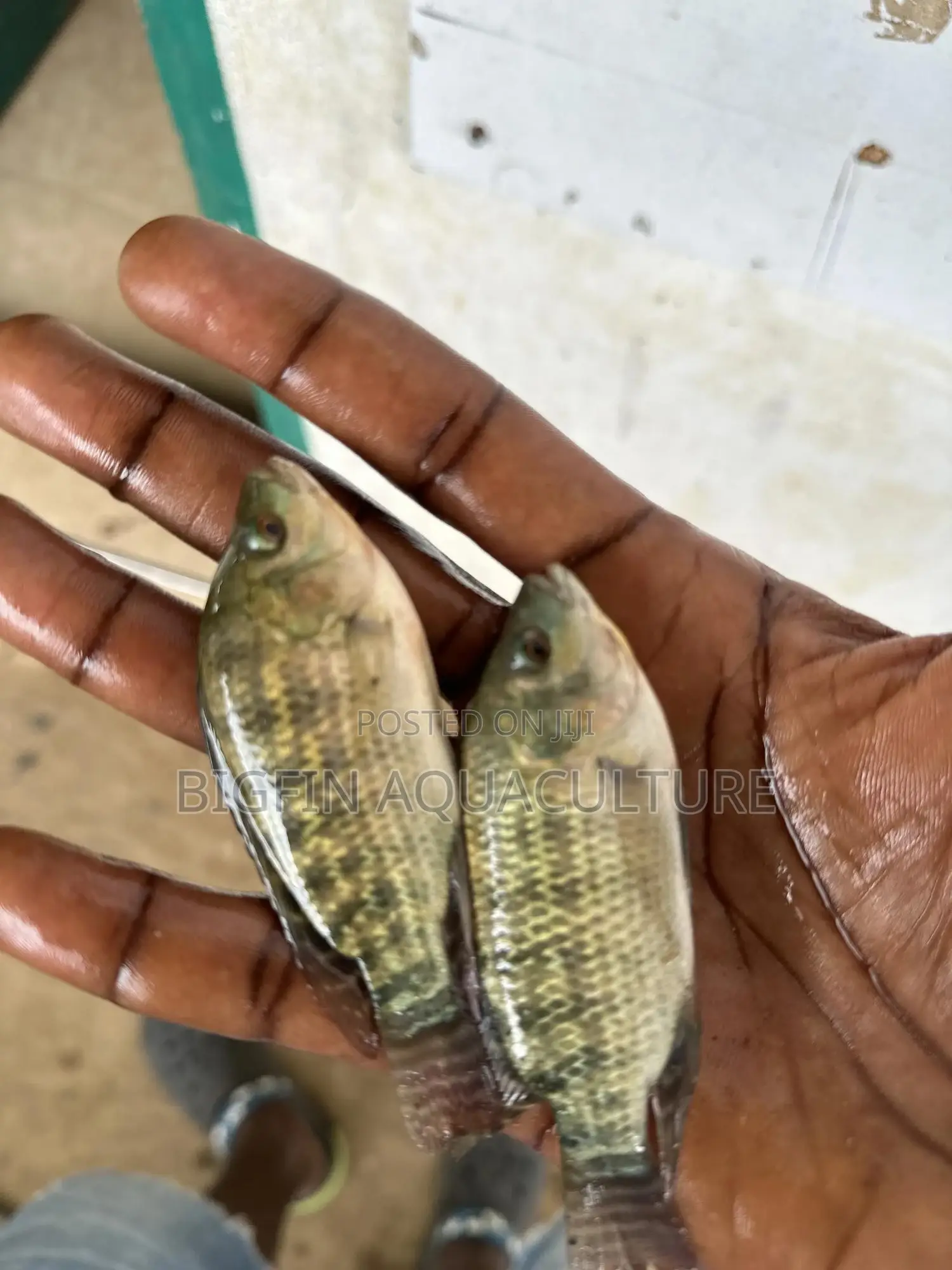 Tilapia and Catfish Juveniles