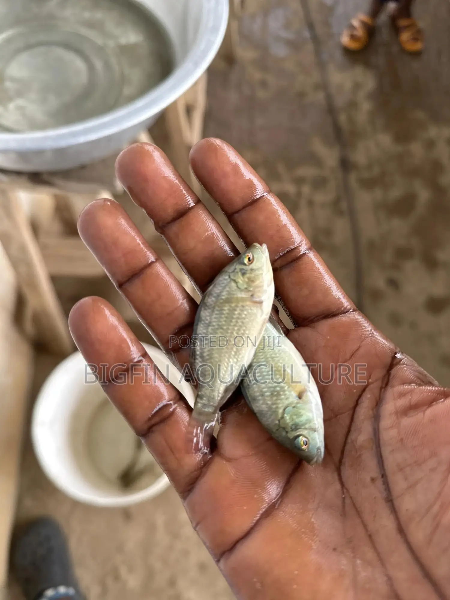 Tilapia and Catfish Juveniles