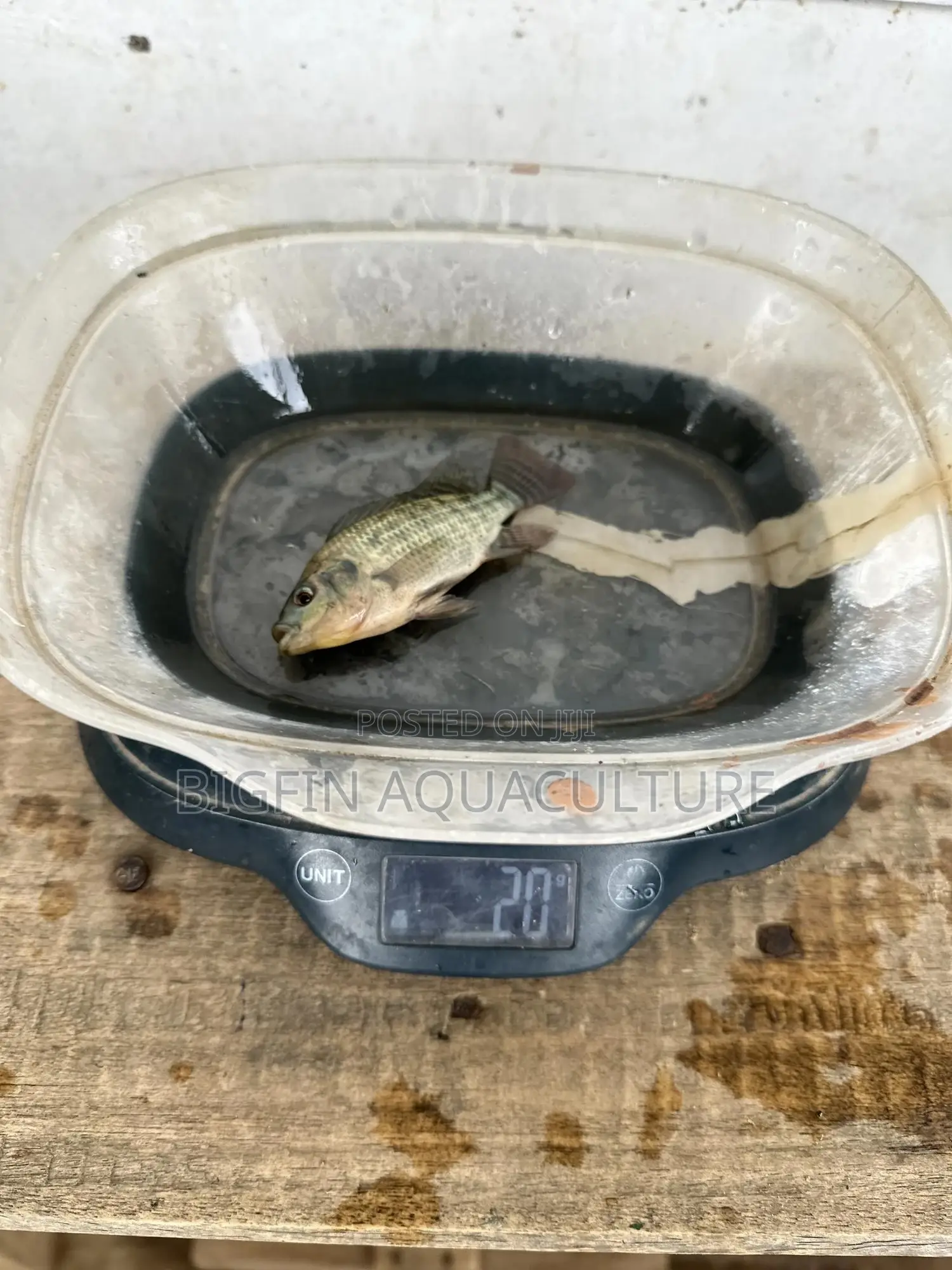 Tilapia and Catfish Juveniles