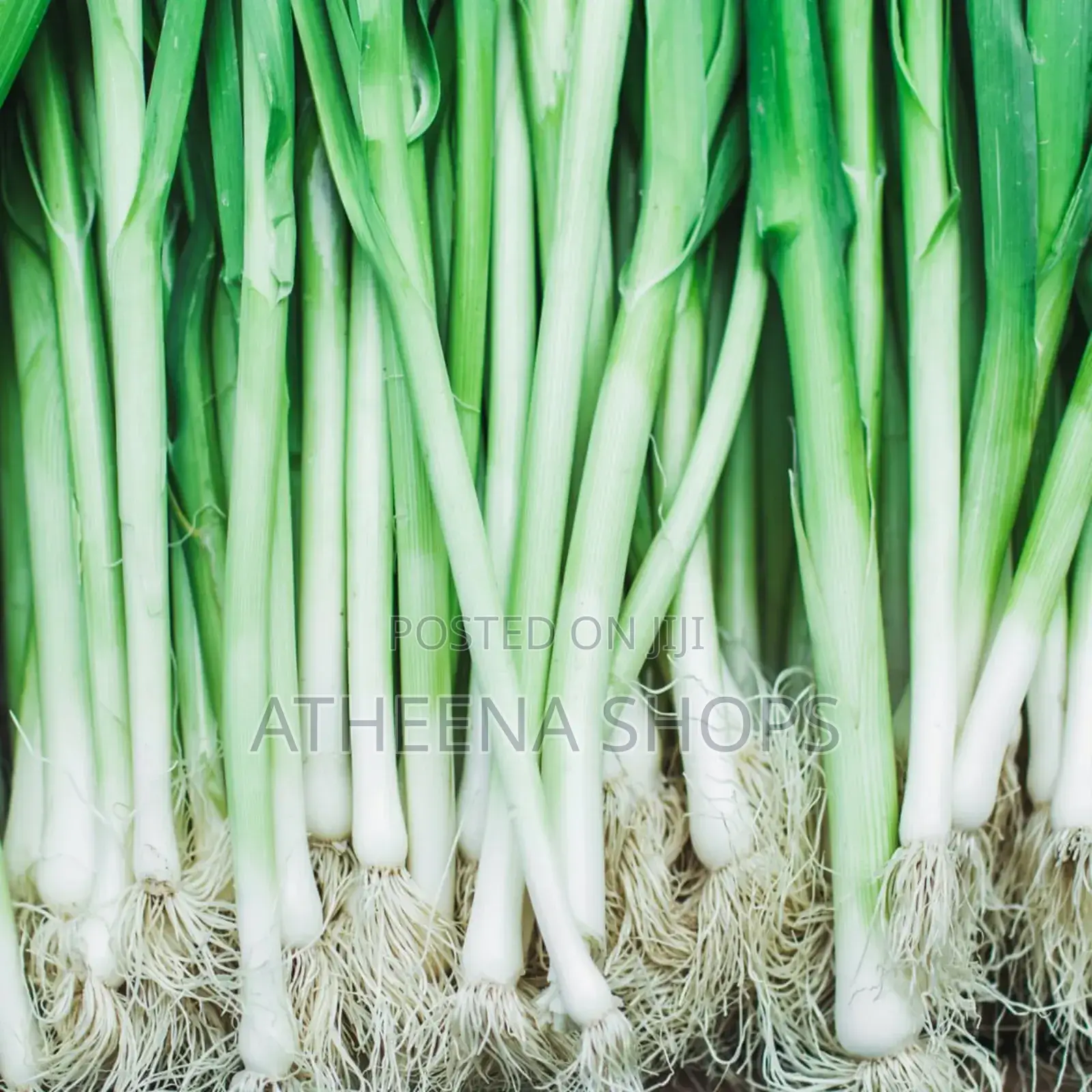 Vegetable Seeds for Sale Here