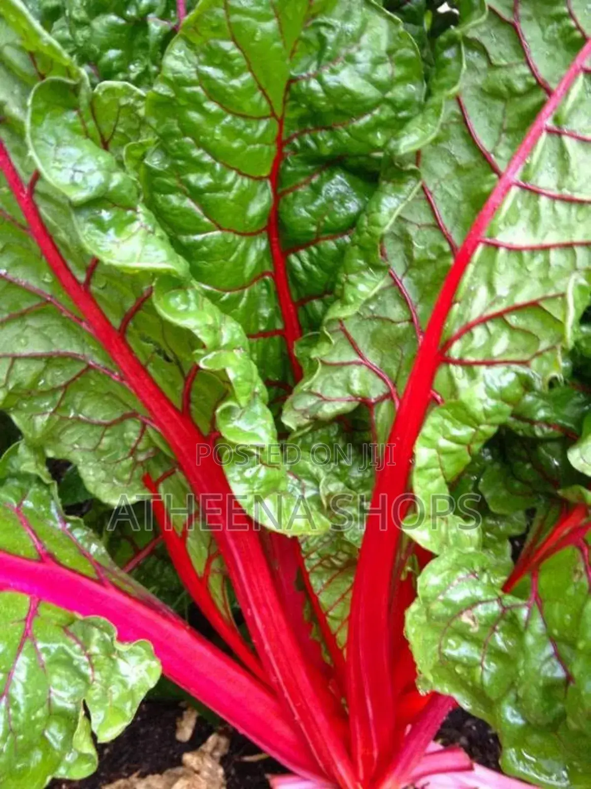 Vegetable Seeds for Sale Here