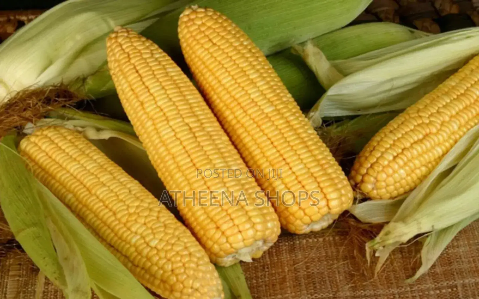 Vegetable Seeds for Sale Here