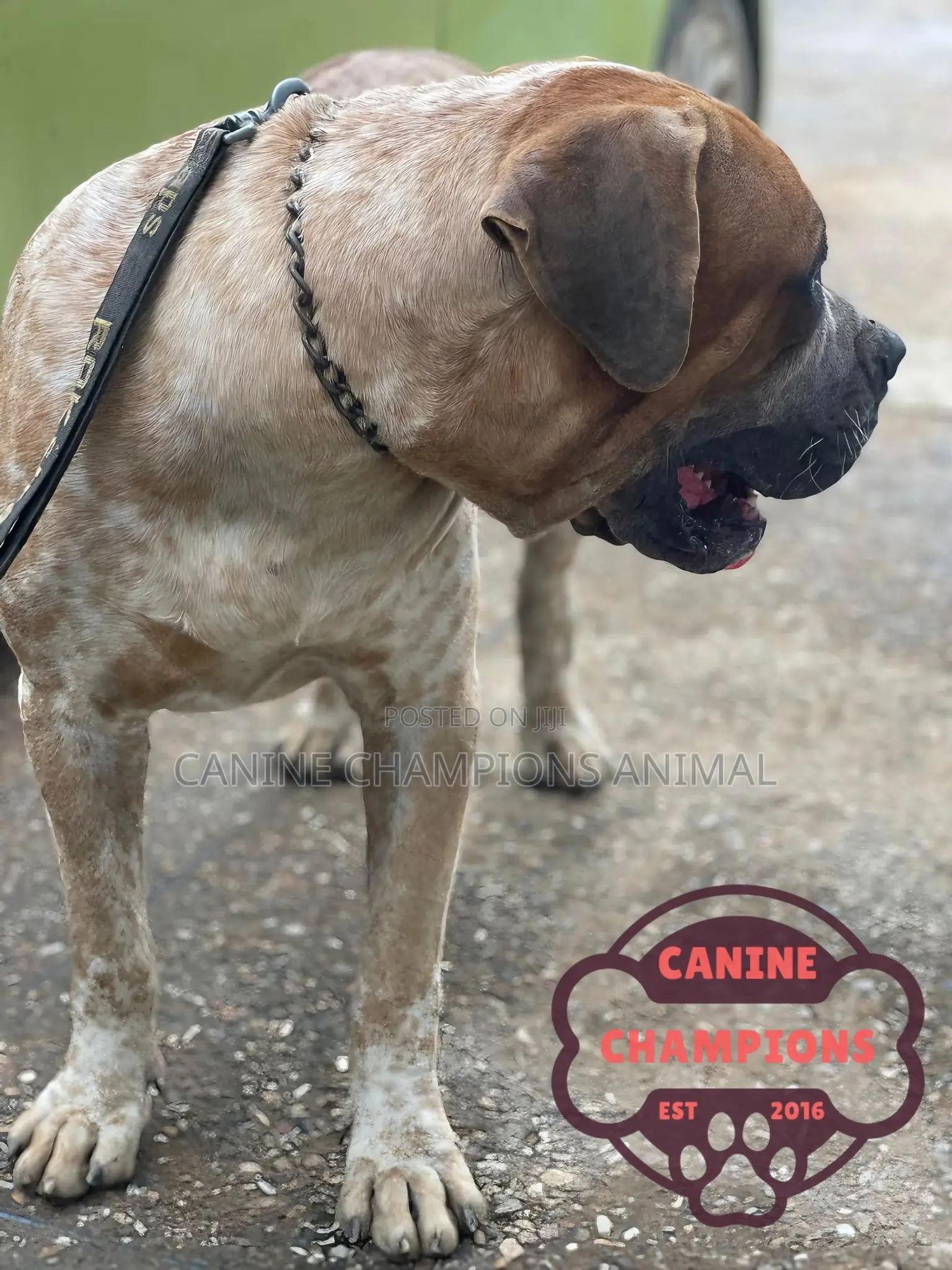 1+ year Male Purebred Boerboel