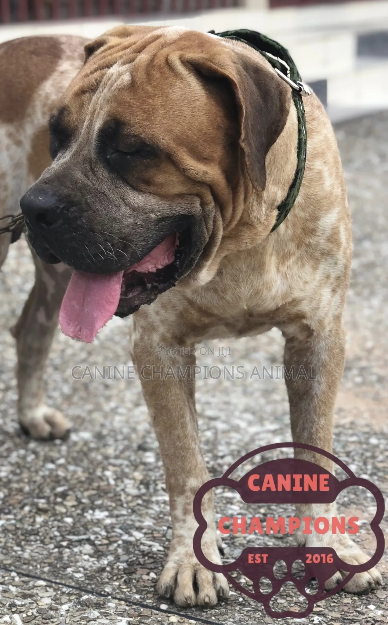 1+ year Male Purebred Boerboel