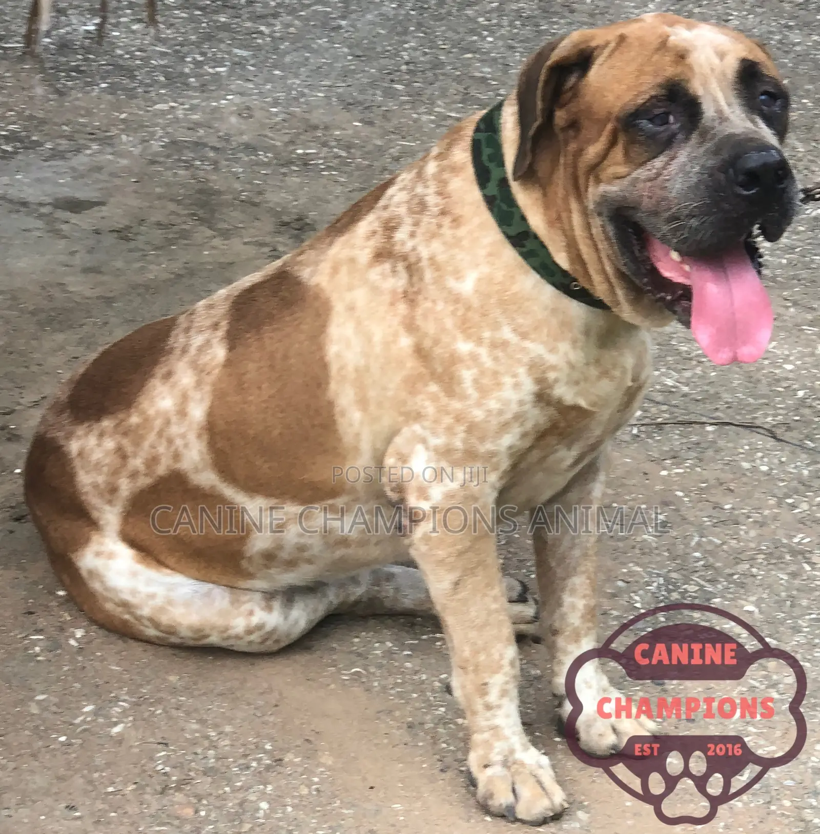 1+ year Male Purebred Boerboel
