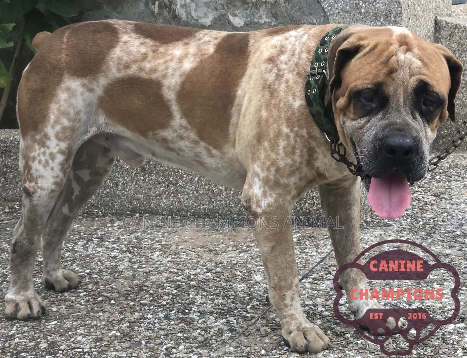 1+ year Male Purebred Boerboel