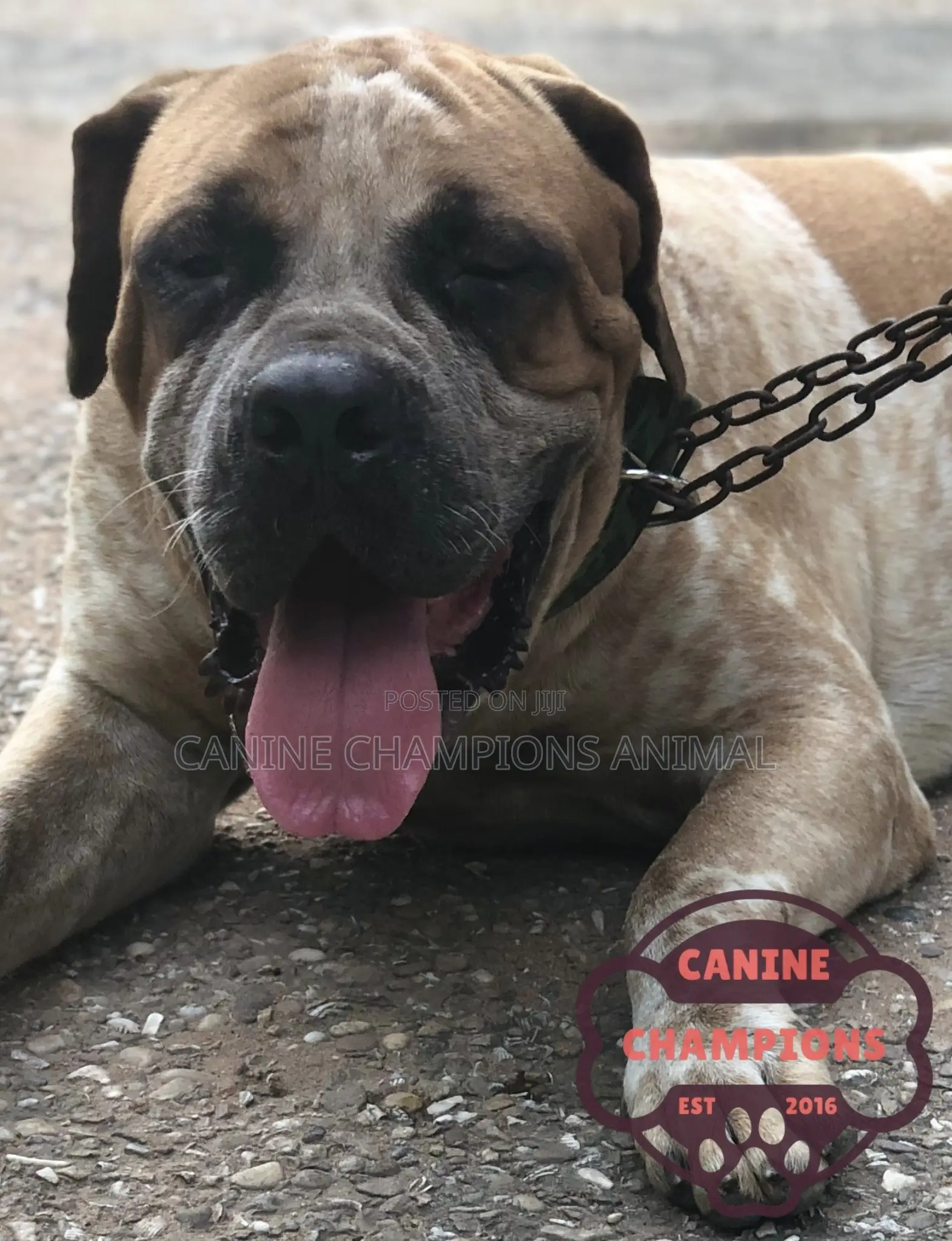 1+ year Male Purebred Boerboel
