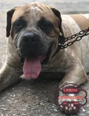 1+ year Male Purebred Boerboel