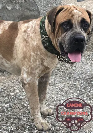 1+ year Male Purebred Boerboel