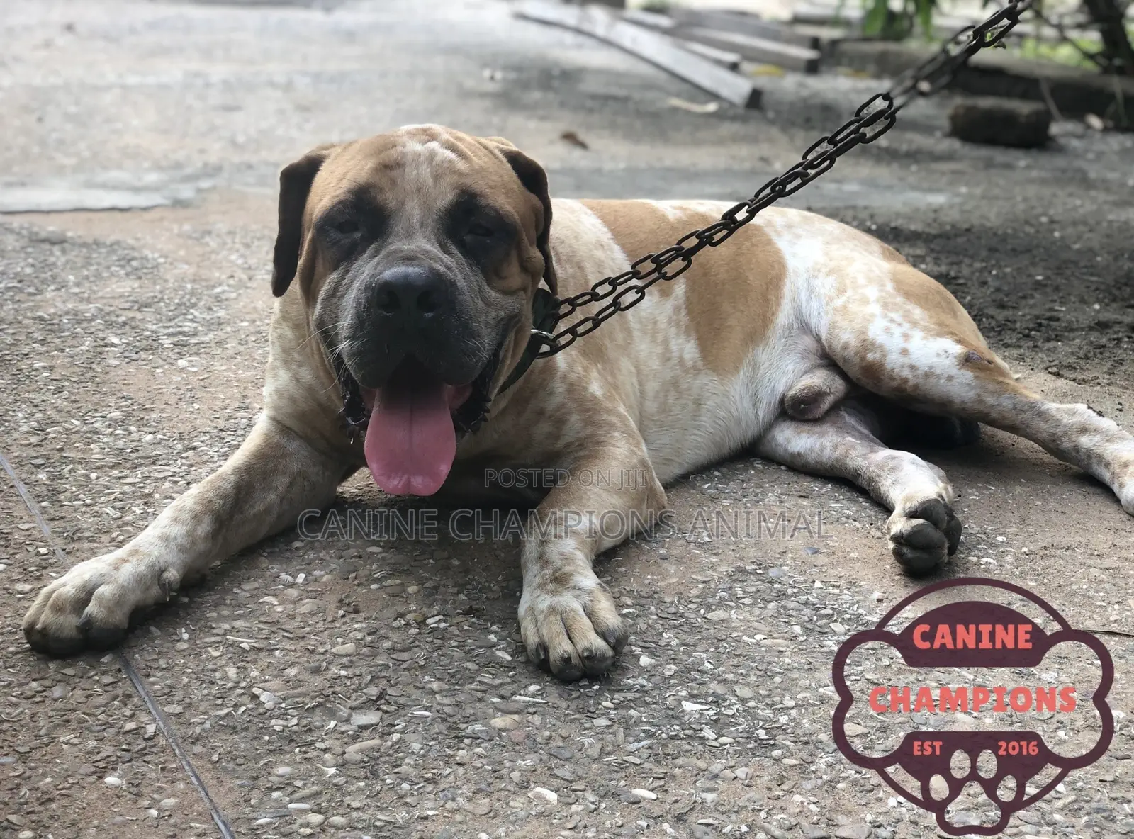 1+ year Male Purebred Boerboel