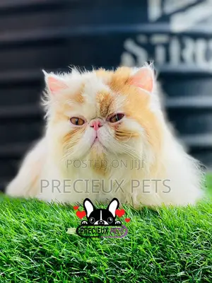 1+ year Male Purebred Persian