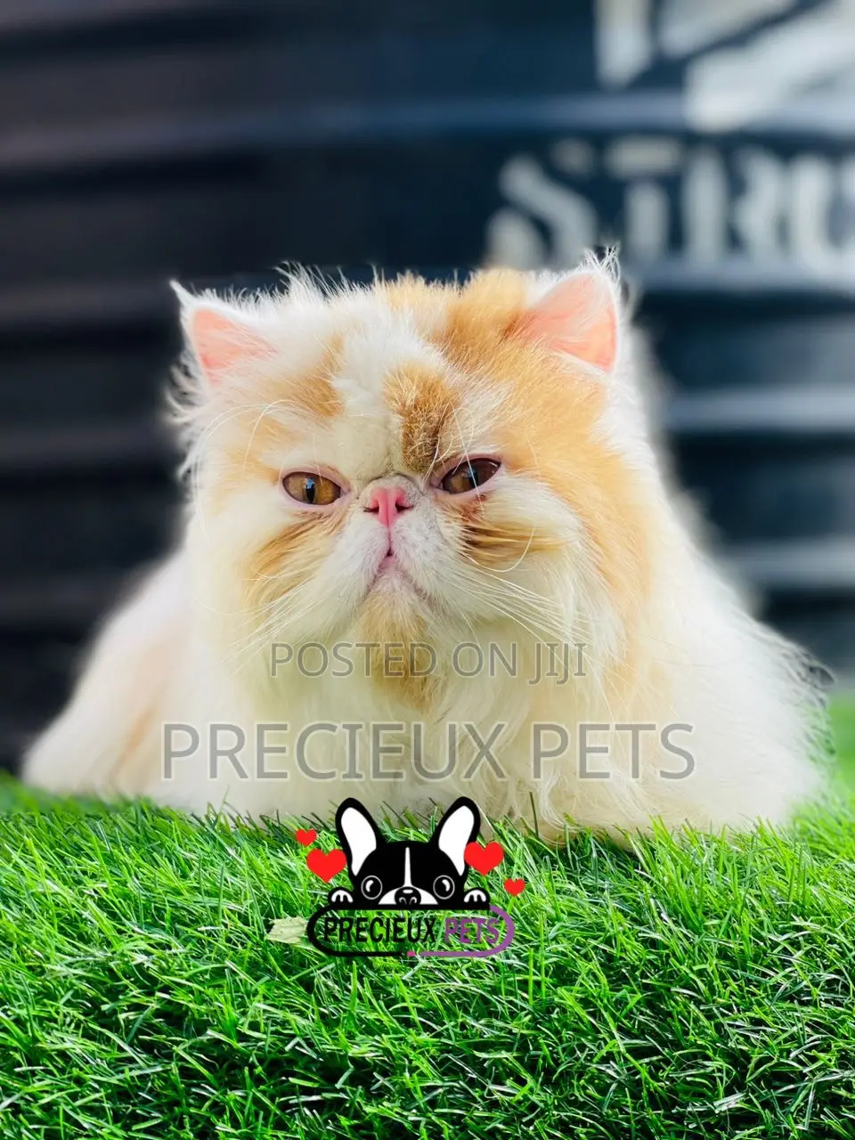 1+ year Male Purebred Persian
