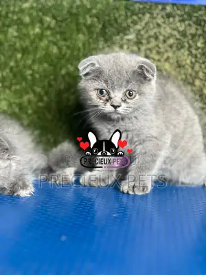 1-3 months Female Purebred Scottish Fold