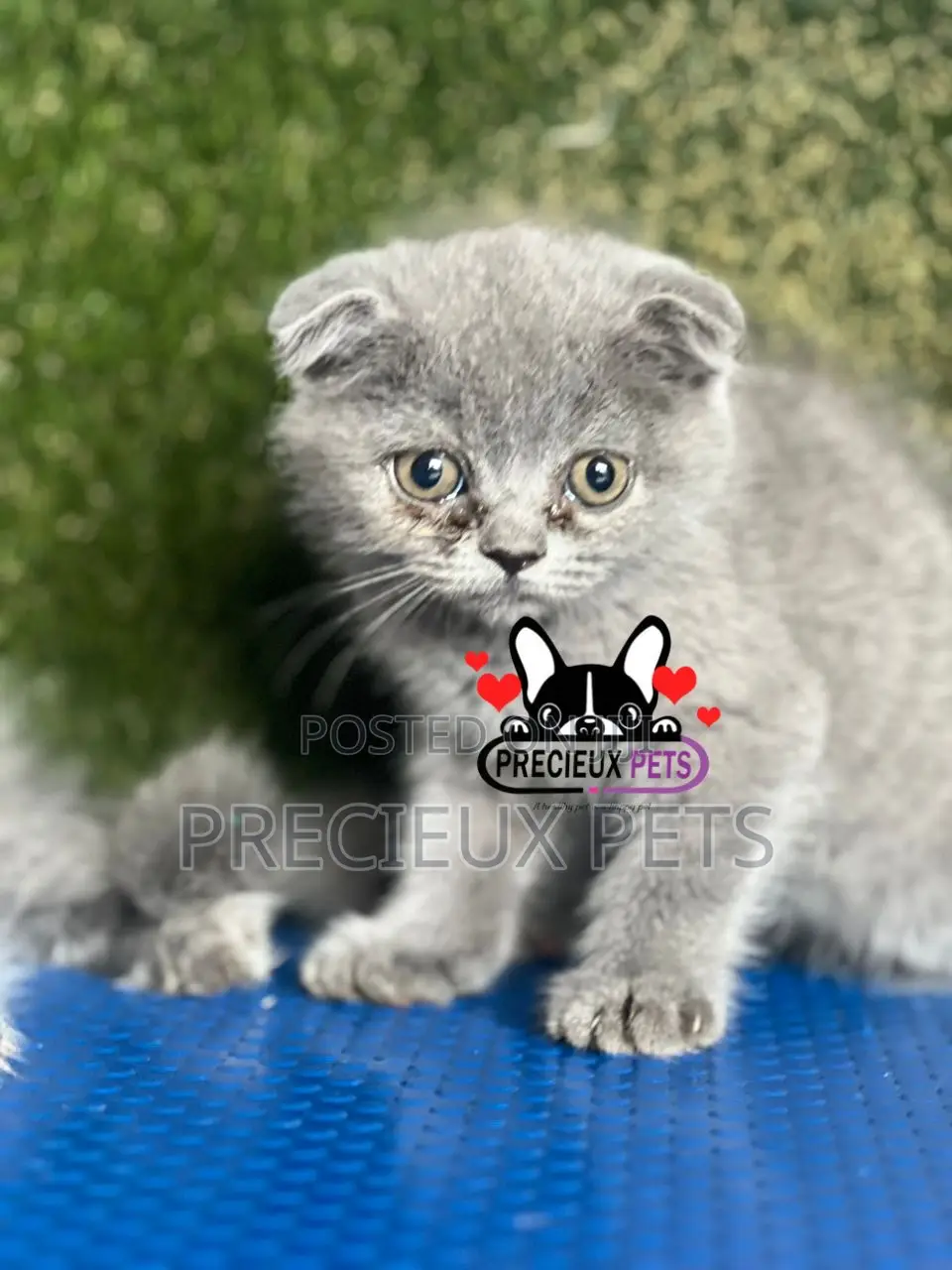 1-3 months Female Purebred Scottish Fold