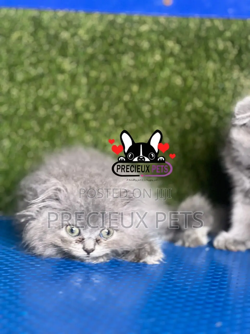 1-3 months Female Purebred Scottish Fold
