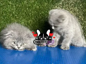 1-3 months Female Purebred Scottish Fold