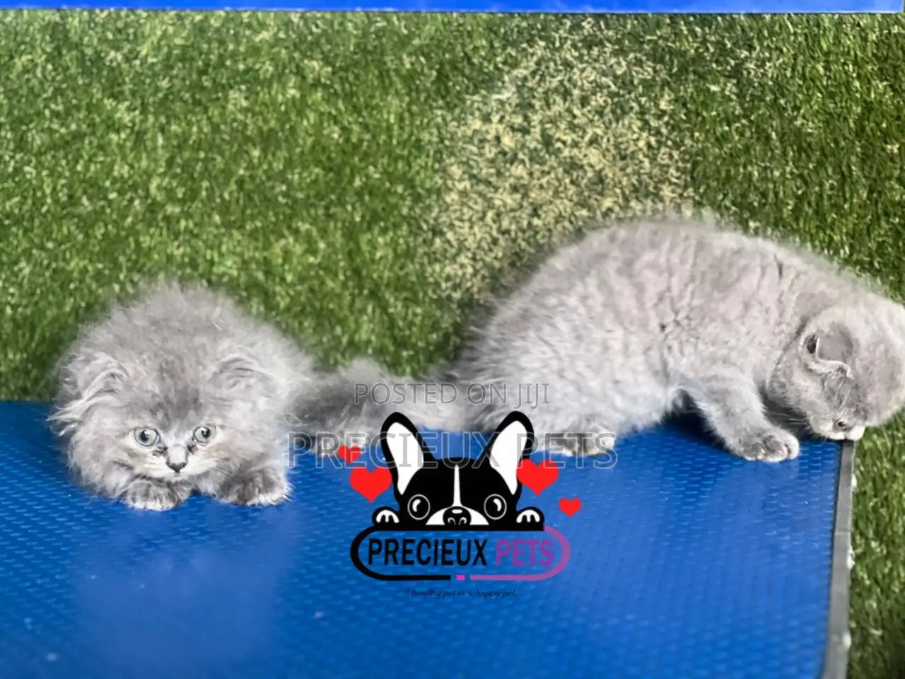 1-3 months Female Purebred Scottish Fold