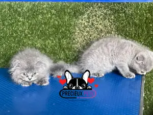 1-3 months Female Purebred Scottish Fold