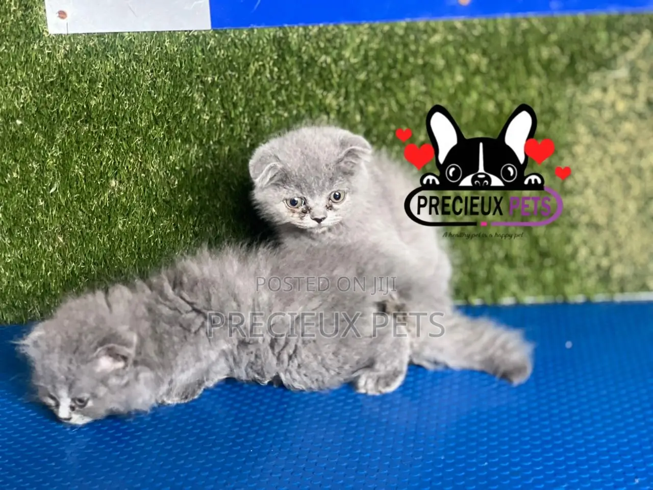 1-3 months Female Purebred Scottish Fold