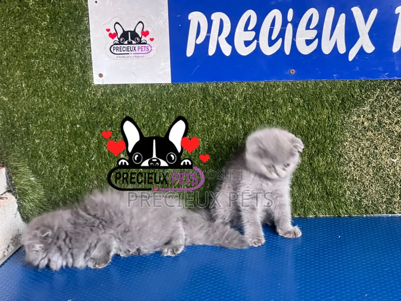 1-3 months Female Purebred Scottish Fold
