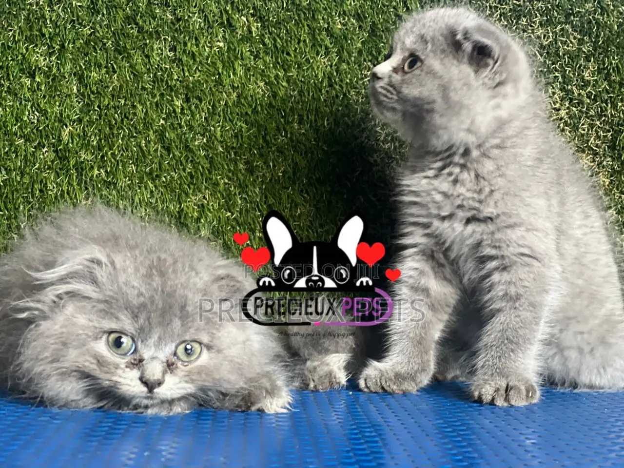 1-3 months Female Purebred Scottish Fold