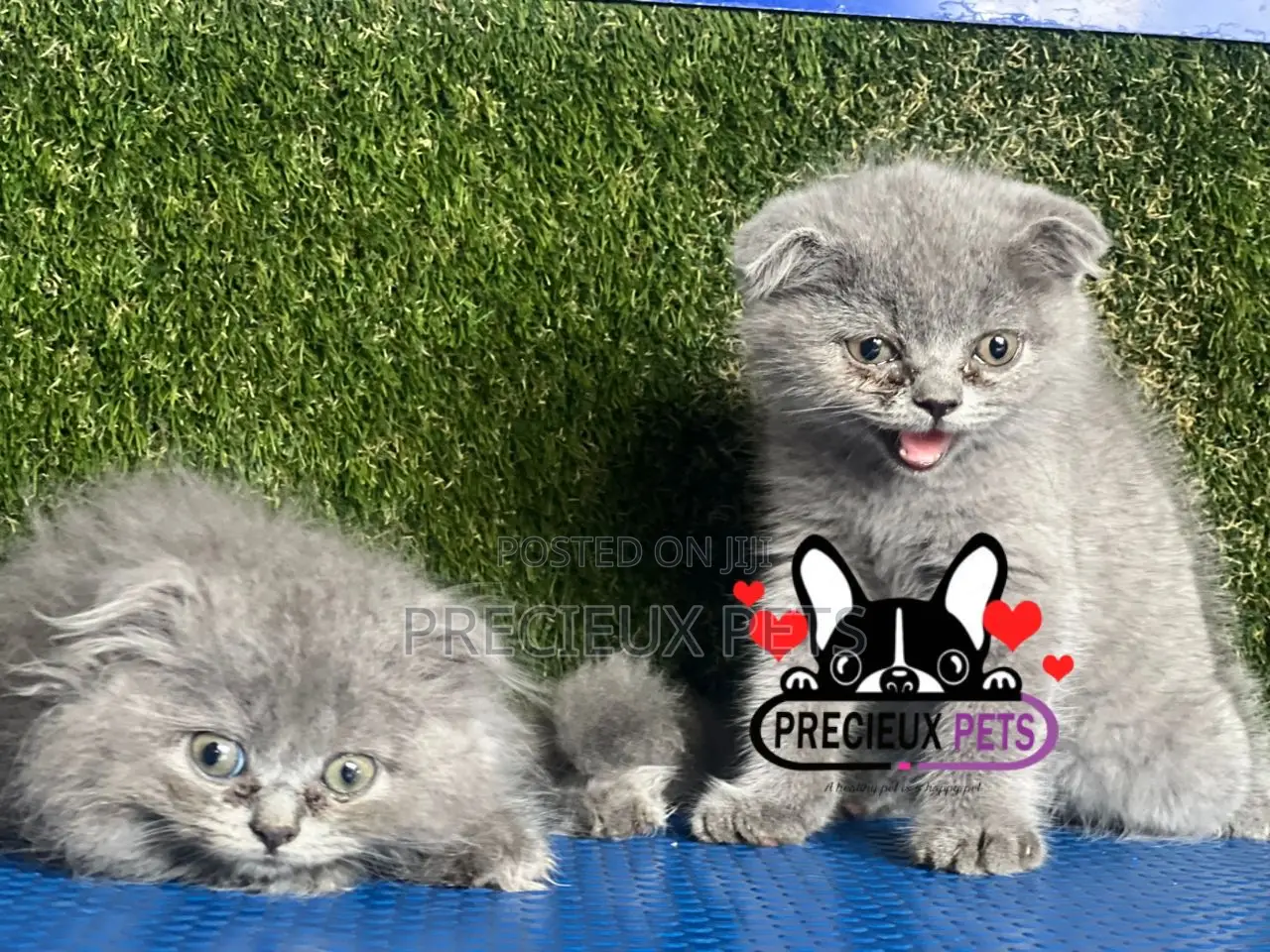 1-3 months Female Purebred Scottish Fold