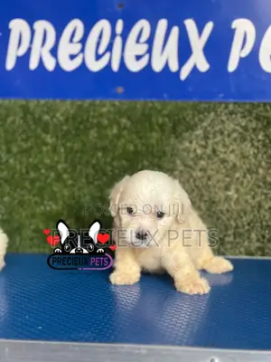 1-3 months Male Purebred Maltese
