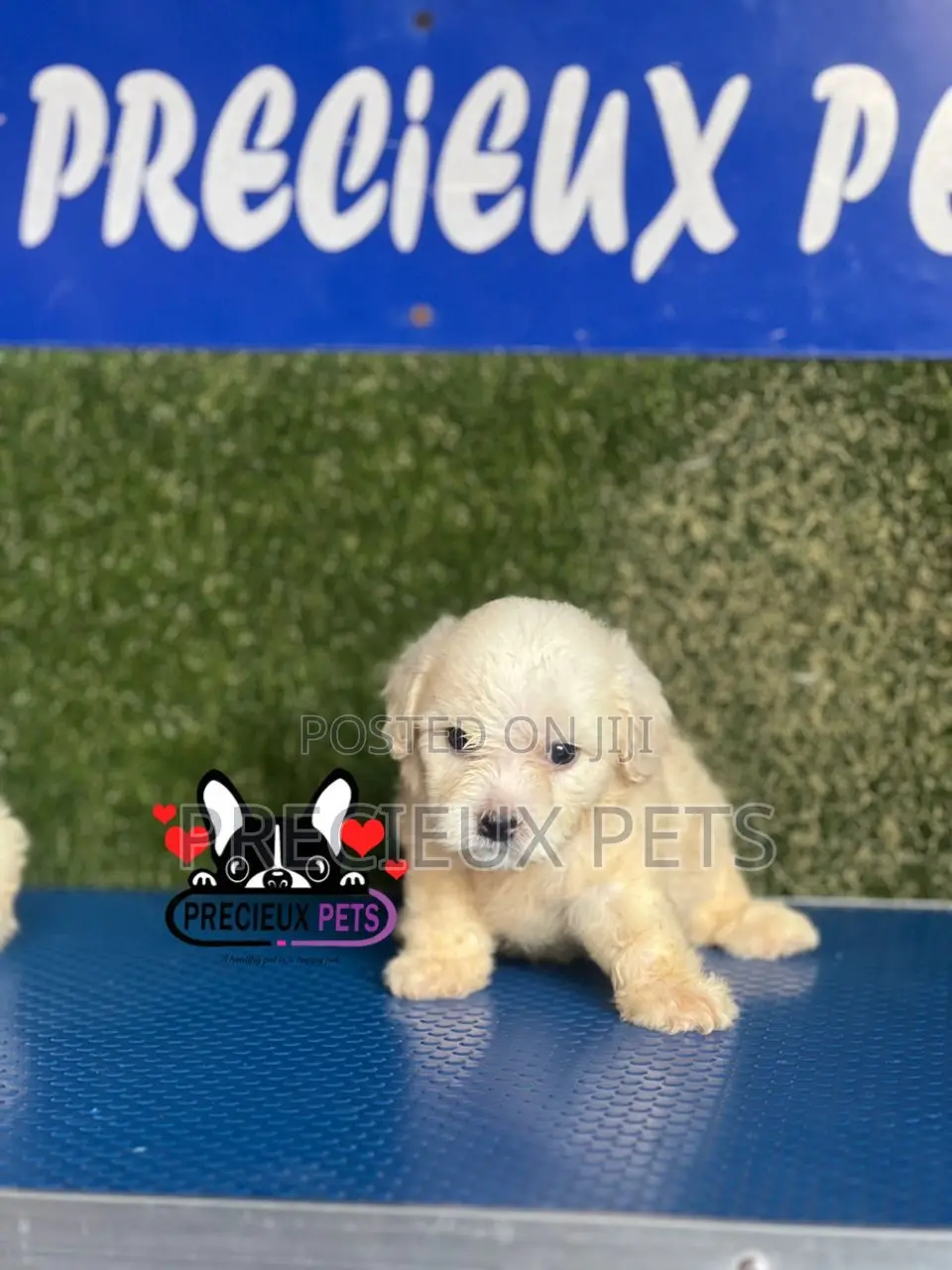 1-3 months Male Purebred Maltese