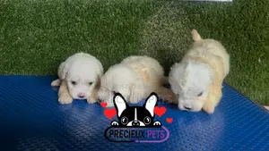 1-3 months Male Purebred Maltese