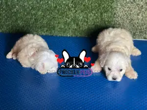 1-3 months Male Purebred Maltese
