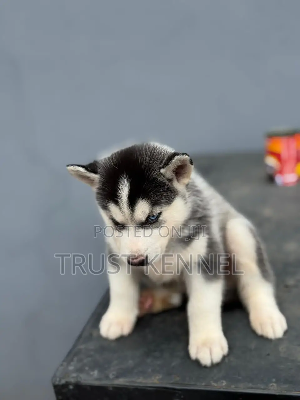 1-3 months Male Purebred Siberian Husky