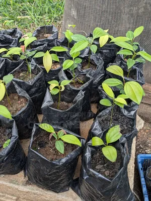 Ceylon Cinnamon Plant