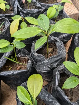 Ceylon Cinnamon Plant